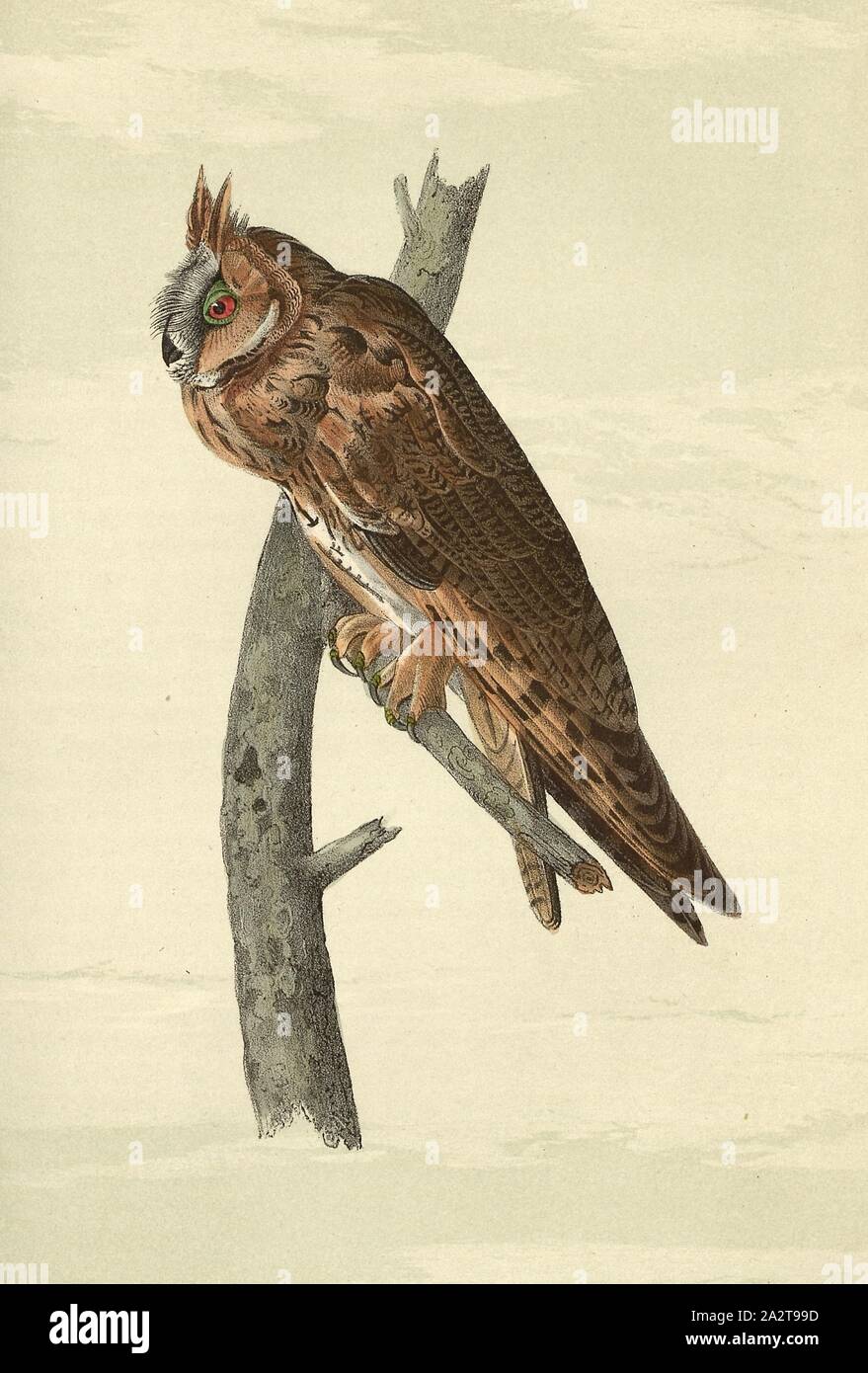 Long eared Owl, Long-eared Owl (Asio otus, Otus vulgaris), Signed: J.J. Audubon, J.T. Bowen, lithograph, Pl. 37 (vol. 1), Audubon, John James (drawn); Bowen, J. T. (lith.), 1856, John James Audubon: The birds of America: from drawings made in the United States and their territories. New York: Audubon, 1856 Stock Photo