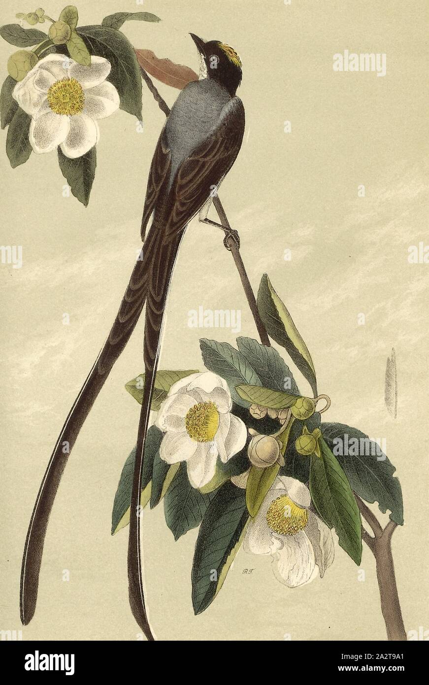 Fork-tailed Flycatcher - Gordonia Lasianthus, Tyrant (Milvulus tyrannus), Gordonia, Signed: J.J. Audubon, J.T. Bowen, lithograph, Pl. 52 (vol. 1), Audubon, John James (drawn); Bowen, J. T. (lith.), 1856, John James Audubon: The birds of America: from drawings made in the United States and their territories. New York: Audubon, 1856 Stock Photo