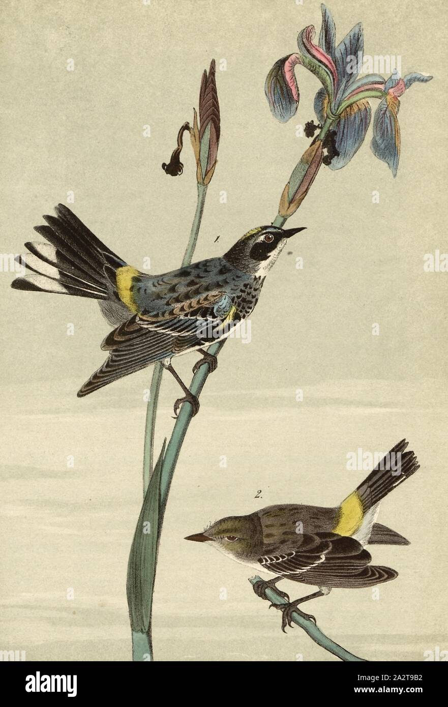 Yellow-crowned Wood-Warbler - Iris vericolor, Kronwaldsänger (Dendroica coronata, Setophaga coronata), ornithology (Iris versicolor), Signed: J.J. Audubon, J.T. Bowen, lithograph, Pl. 76 (vol. 2), Audubon, John James (drawn); Bowen, J. T. (lith.), 1856, John James Audubon: The birds of America: from drawings made in the United States and their territories. New York: Audubon, 1856 Stock Photo
