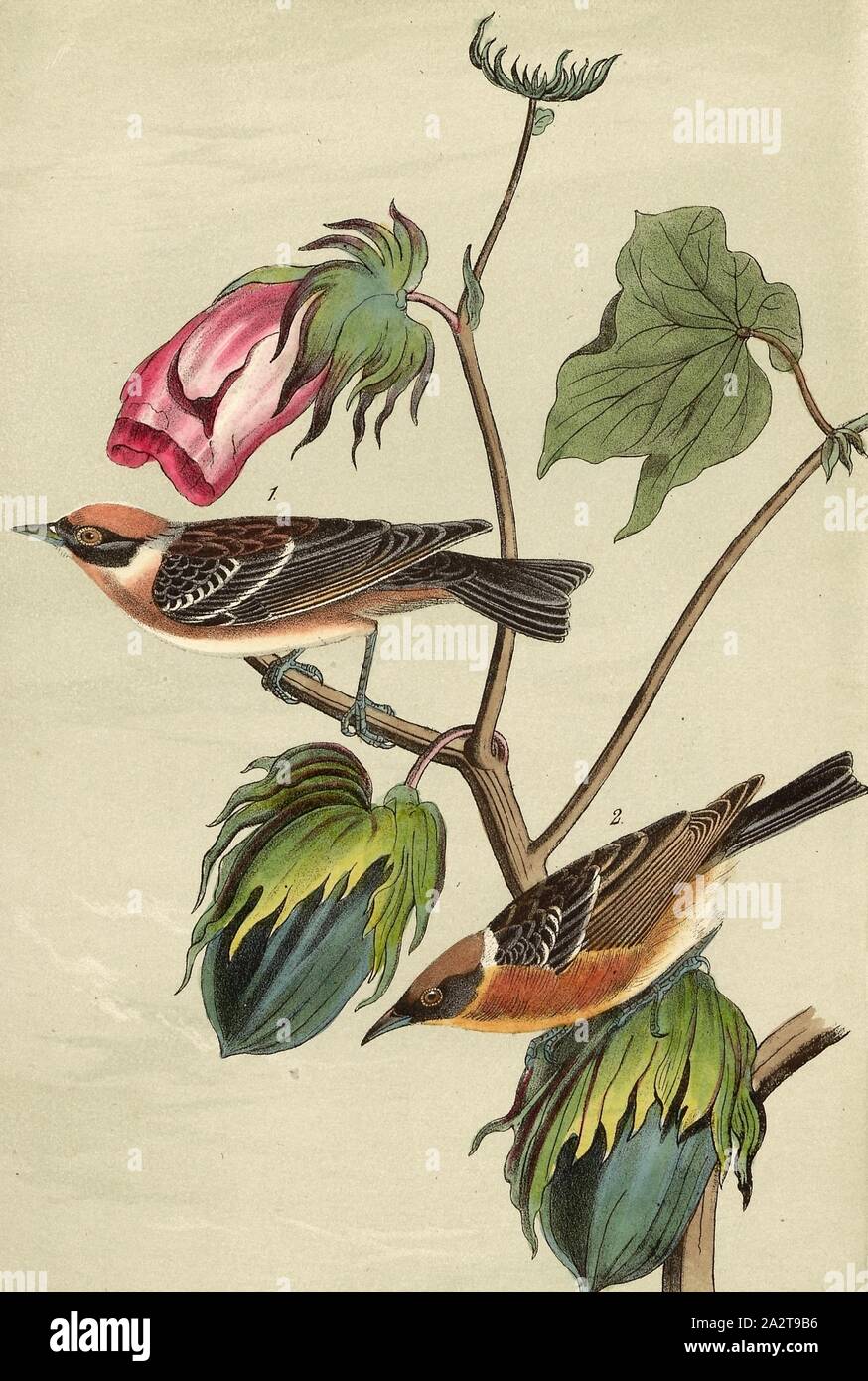 Bay-Breasted Wood-Warbler - Highland Cotton-plant, Gossipium herbaceum, Brown-breasted Warbler (Dendroica castanea, Sylvicola castanea), Signed: J.J. Audubon, J.T. Bowen, lithograph, Pl. 80 (vol. 2), Audubon, John James (drawn); Bowen, J. T. (lith.), 1856, John James Audubon: The birds of America: from drawings made in the United States and their territories. New York: Audubon, 1856 Stock Photo