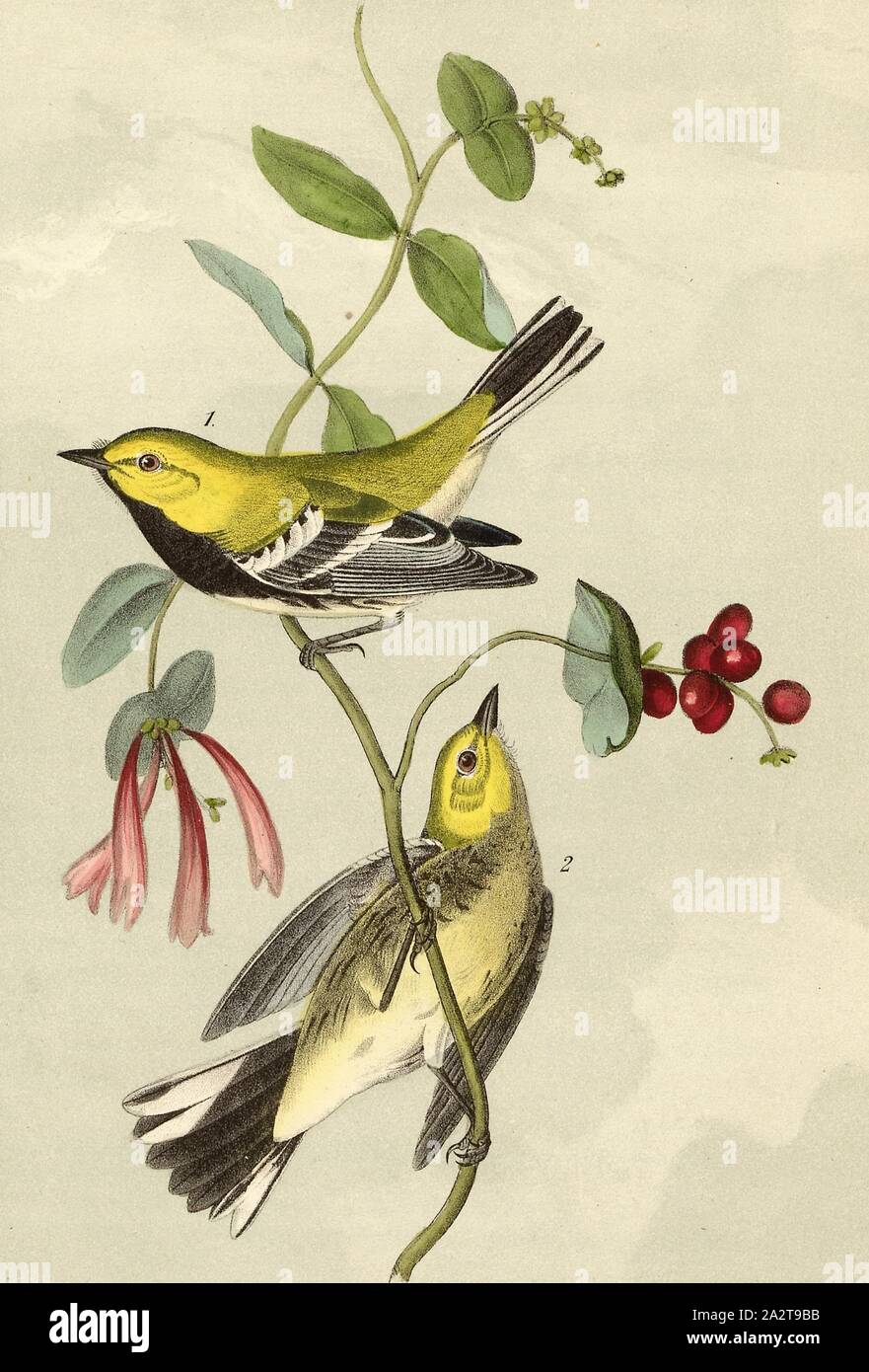 Black-throated Green Wood Warbler - Caprifolium Sempervireous, Greensland Warbler (Dendroica virens, Sylvicola virens), Signed: J.J. Audubon, J.T. Bowen, lithograph, Pl. 84 (vol. 2), Audubon, John James (drawn); Bowen, J. T. (lith.), 1856, John James Audubon: The birds of America: from drawings made in the United States and their territories. New York: Audubon, 1856 Stock Photo
