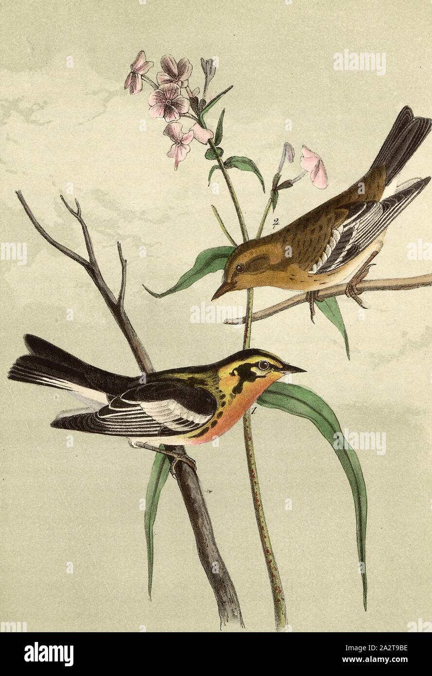 Blackburnian Wood Warbler - Phlox maculata, Spruce Warbler (Dendroica fusca, Sylvicola blackburniae), Signed: J.J. Audubon, J.T. Bowen, lithograph, Pl. 87 (vol. 2), Audubon, John James (drawn); Bowen, J. T. (lith.), 1856, John James Audubon: The birds of America: from drawings made in the United States and their territories. New York: Audubon, 1856 Stock Photo
