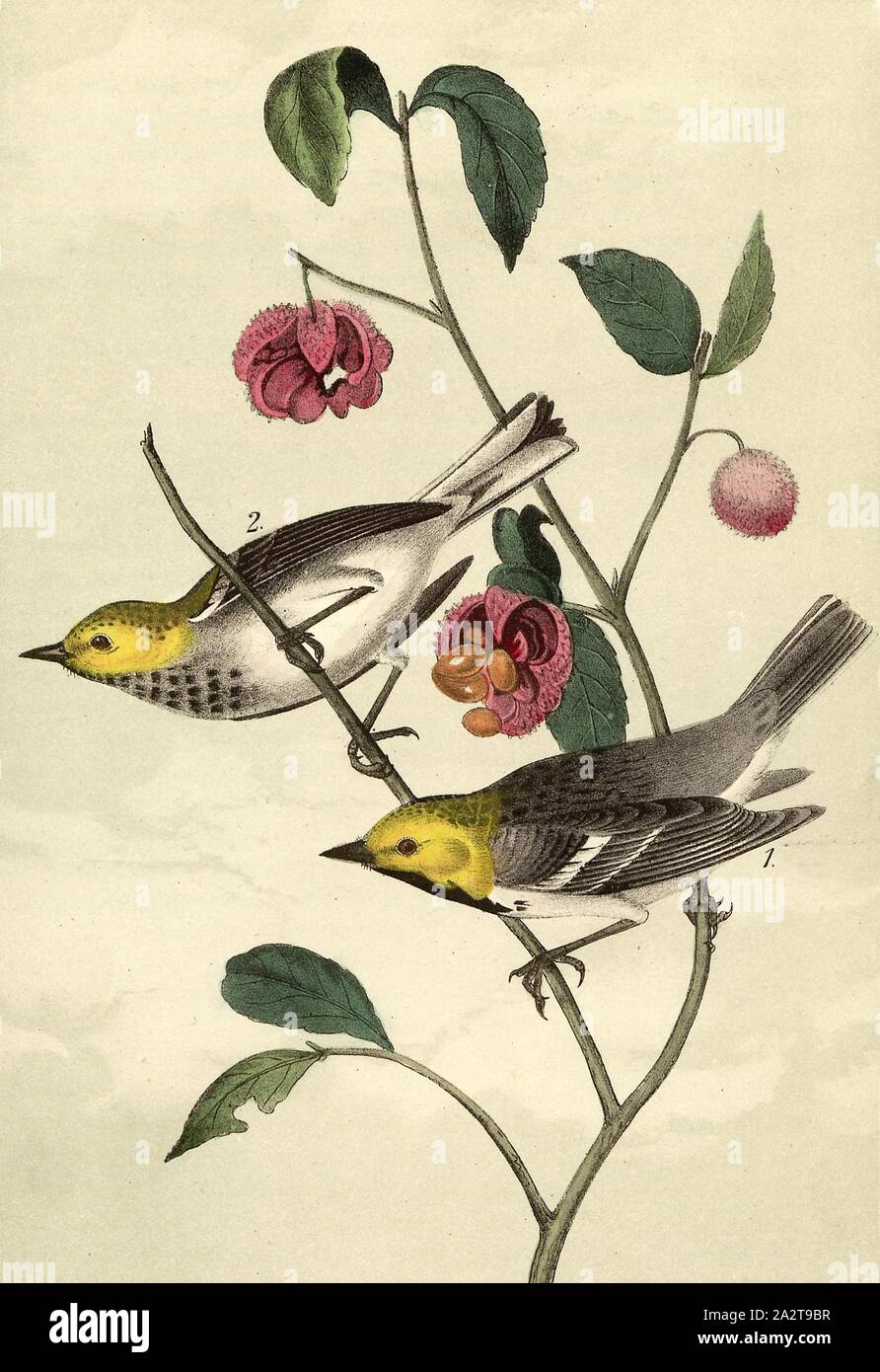 Hermit Wood-Warbler - Strawberry Tree, Warbler (Setophaga occidentalis, Sylvicola occidentalis), strawberry tree, Signed: J.J. Audubon, J.T. Bowen, lithograph, Pl. 93 (vol. 2), Audubon, John James (drawn); Bowen, J. T. (lith.), 1856, John James Audubon: The birds of America: from drawings made in the United States and their territories. New York: Audubon, 1856 Stock Photo