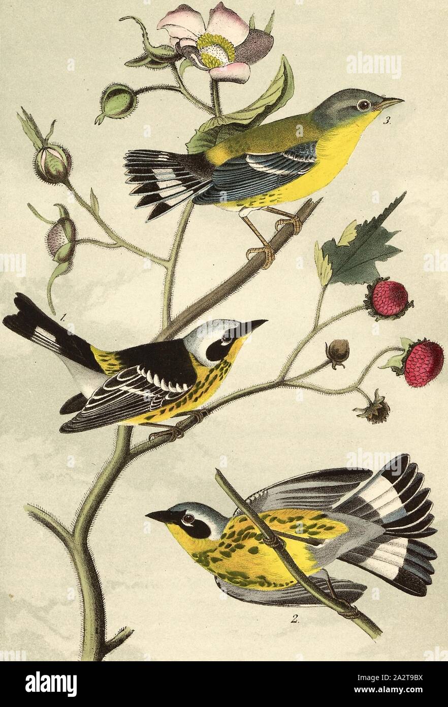 Black & yellow Wood-Warbler - Flowering Raspberry, Rubus odoratus, Forest Song (Sylvicola maculosa), Cinnamon Raspberry, Signed: J.J. Audubon, J.T. Bowen, lithograph, Pl. 96 (Vol. 2), Audubon, John James (drawn); Bowen, J. T. (lith.), 1856, John James Audubon: The birds of America: from drawings made in the United States and their territories. New York: Audubon, 1856 Stock Photo