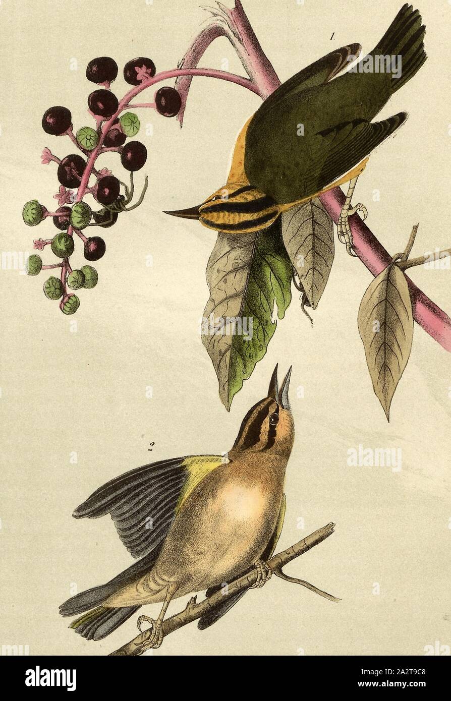 Worm eating Swamp-Warbler - American Poke-weed, Phytolacea decandra, Northern Redwood Warbler (Helmitheros vermivorum, Helinaia vermivora), American Pokeweed (phytolacca americana), Signed: J.J. Audubon, J.T. Bowen, lithograph, Pl. 105 (vol. 2), Audubon, John James (drawn); Bowen, J. T. (lith.), 1856, John James Audubon: The birds of America: from drawings made in the United States and their territories. New York: Audubon, 1856 Stock Photo