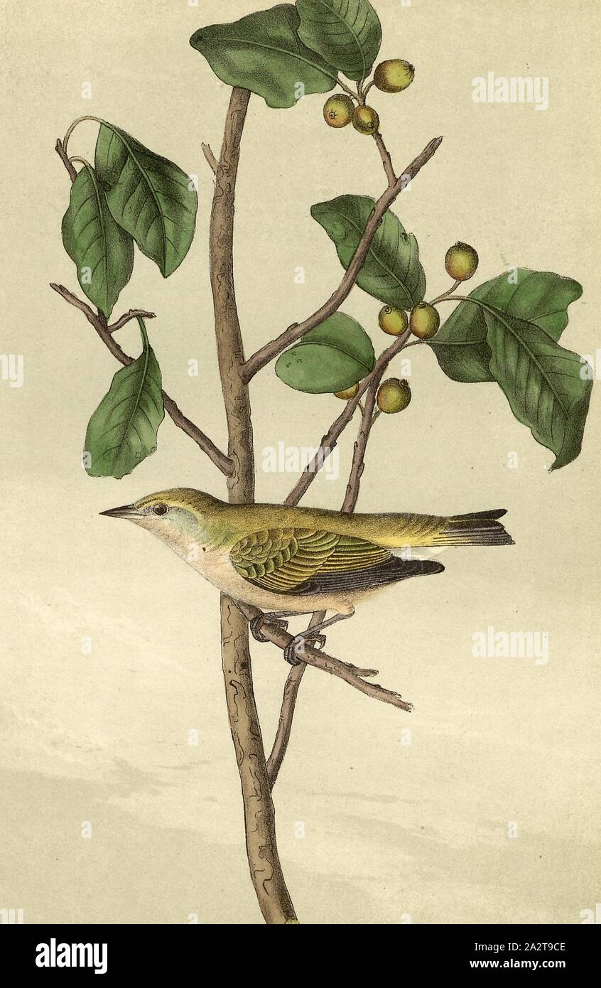 Tennessee Swamp Warbler - Hex laxiflora, Brewing Warbler (Vermivora peregrina, Helinaia peregrina), Signed: J.J. Audubon, J.T. Bowen, lithograph, Pl. 110 (vol. 2), Audubon, John James (drawn); Bowen, J. T. (lith.), 1856, John James Audubon: The birds of America: from drawings made in the United States and their territories. New York: Audubon, 1856 Stock Photo