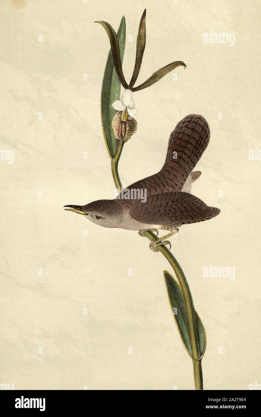 Parkman's Wren - Pogonia divaricata, Wren (Troglodytes parkmanii), Signed: J.J. Audubon, J.T. Bowen, lithograph, Pl. 122 (vol. 2), Audubon, John James (drawn); Bowen, J. T. (lith.), 1856, John James Audubon: The birds of America: from drawings made in the United States and their territories. New York: Audubon, 1856 Stock Photo