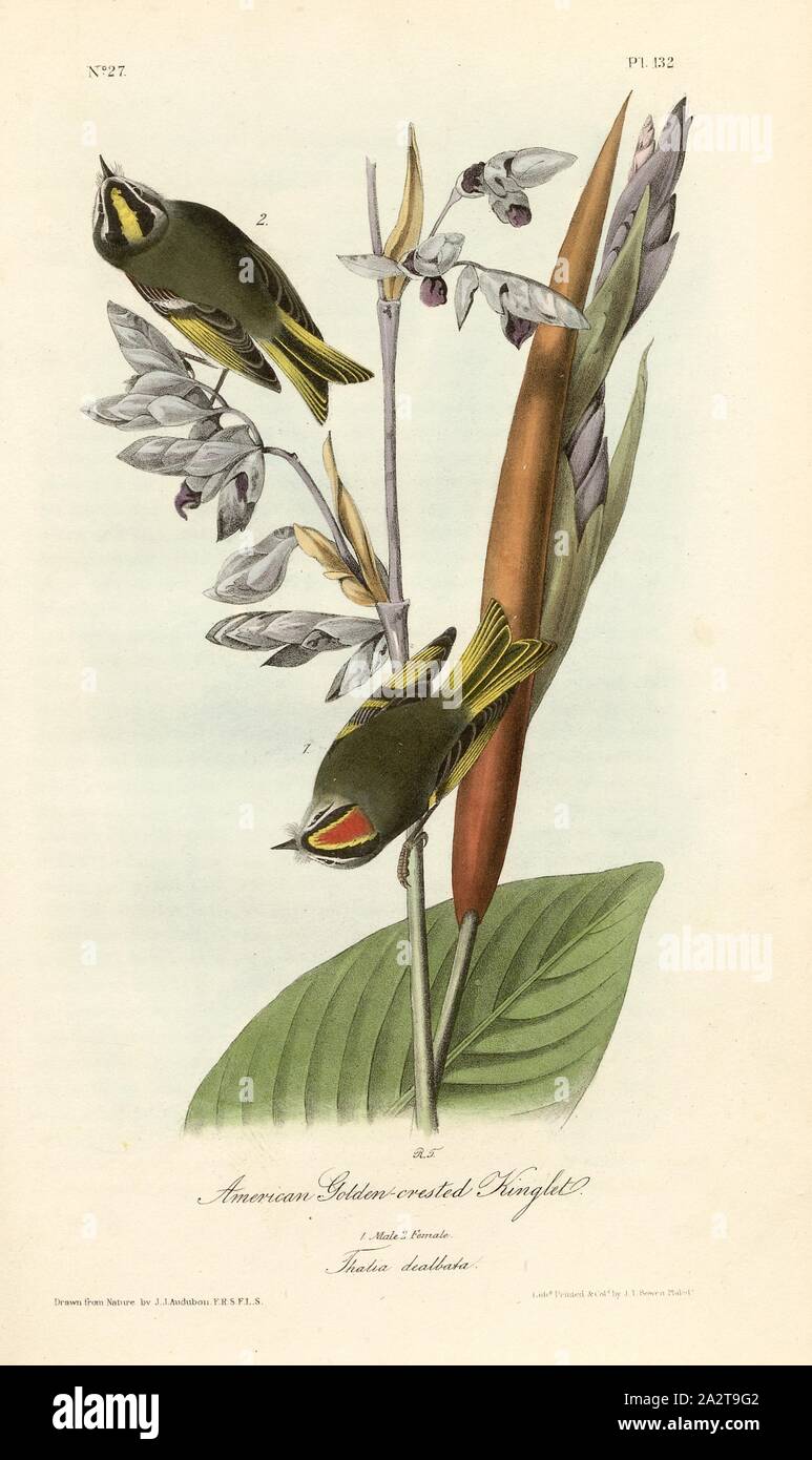 American Golden-crested Kinglet - Thalia dealbata, Indian Gold Chicken (Regulus satrapa), Signed: J.J. Audubon, J.T. Bowen, lithograph, Pl. 132 (vol. 2), Audubon, John James (drawn); Bowen, J. T. (lith.), 1856, John James Audubon: The birds of America: from drawings made in the United States and their territories. New York: Audubon, 1856 Stock Photo