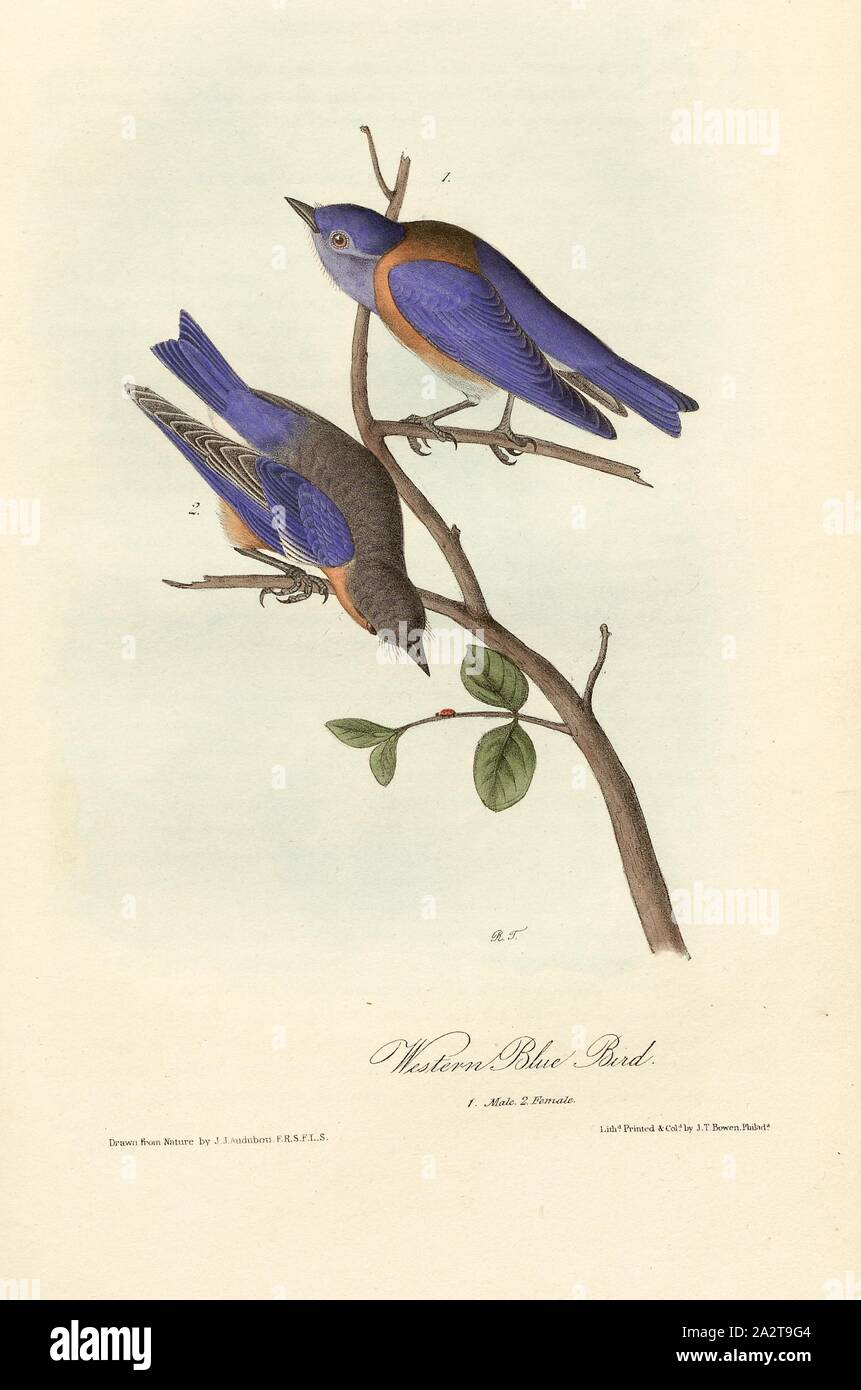 Western Blue Bird, Blue-throated Bluebird (Sialia mexicana, Sialia occidentalis), Signed: J.J. Audubon, J.T. Bowen, lithograph, Pl. 135 (vol. 2), Audubon, John James (drawn); Bowen, J. T. (lith.), 1856, John James Audubon: The birds of America: from drawings made in the United States and their territories. New York: Audubon, 1856 Stock Photo