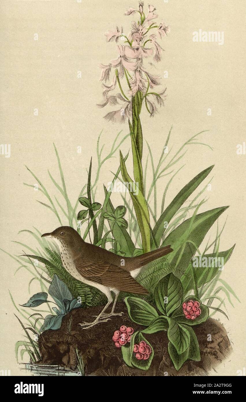 Tawny Thrush - Habenaria Lacera - Cornus Canadensis, Thrush (Turdus wilsonii), Canadian Dogwood, Signed: J.J. Audubon, J.T. Bowen, lithograph, Pl. 145 (vol. 3), Audubon, John James (drawn); Bowen, J. T. (lith.), 1856, John James Audubon: The birds of America: from drawings made in the United States and their territories. New York: Audubon, 1856 Stock Photo