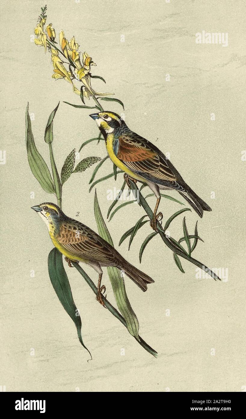 Black-throated Bunting - Phalaris arundinacea and Antirrhinum Linaria, Bunting (Emberiza americana), reed-bellied grass, lion's mouths, Signed: J.J. Audubon, J.T. Bowen, lithograph, Pl. 156 (vol. 3), Audubon, John James (drawn); Bowen, J. T. (lith.), 1856, John James Audubon: The birds of America: from drawings made in the United States and their territories. New York: Audubon, 1856 Stock Photo