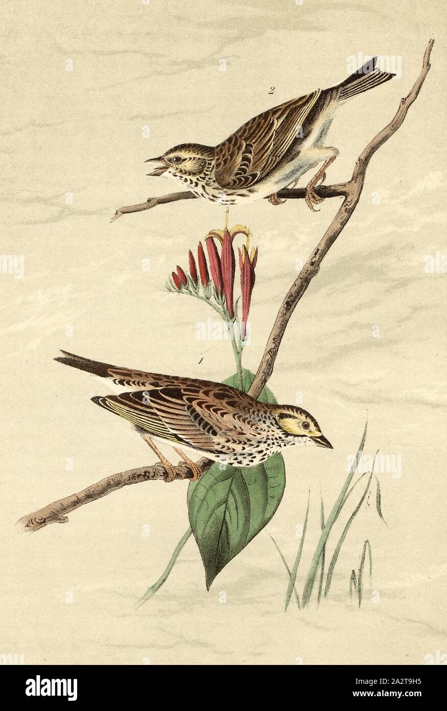 Savannah Bunting - Indian Pink-root, Spigelea Marilandica, Ammer (Emberiza Savanna), Signed: J.J. Audubon, J.T. Bowen, lithograph, Pl. 160 (vol. 3), Audubon, John James (drawn); Bowen, J. T. (lith.), 1856, John James Audubon: The birds of America: from drawings made in the United States and their territories. New York: Audubon, 1856 Stock Photo
