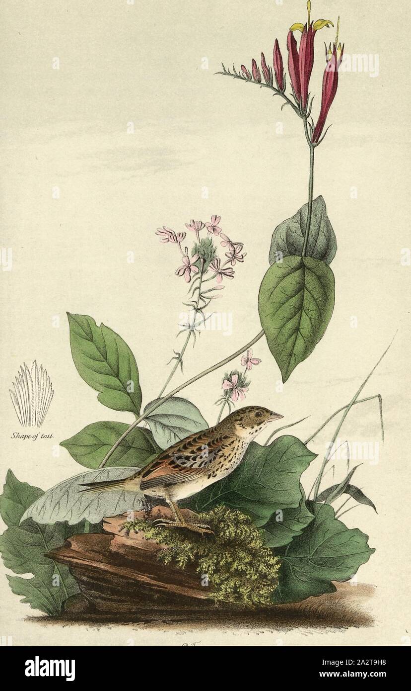 Henslow's Bunting - Indian Pink-root or Worm-grass, Spigelia Marilandica Phlox aristala, Ammer (Emberiza henslowi), Signed: J.J. Audubon, J.T. Bowen, lithograph, Pl. 163 (vol. 3), Audubon, John James (drawn); Bowen, J. T. (lith.), 1856, John James Audubon: The birds of America: from drawings made in the United States and their territories. New York: Audubon, 1856 Stock Photo