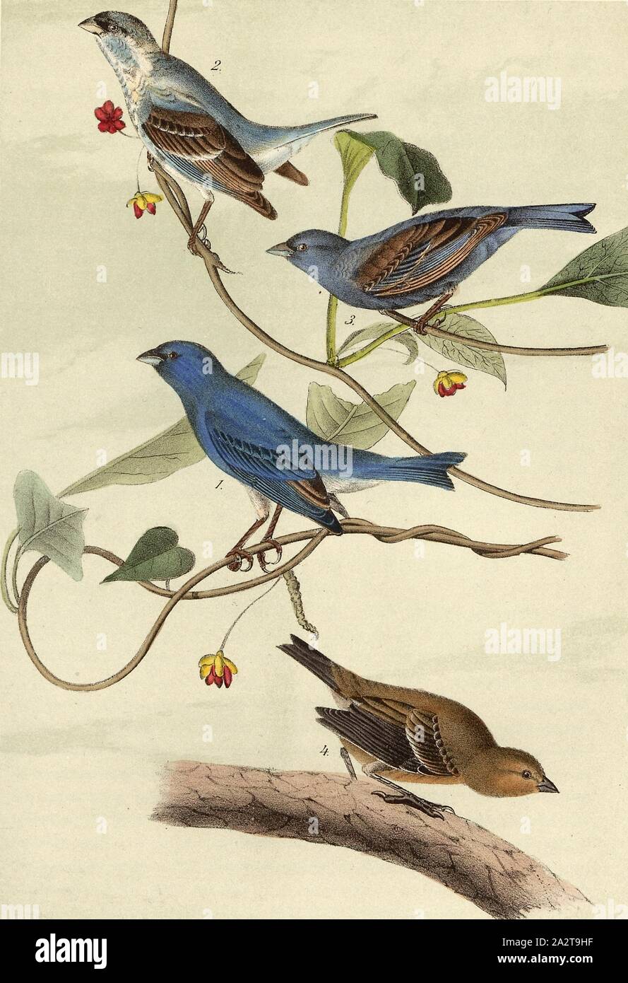 Indigo Bunting - Wild Sarsaparilla, Indigo Fink (Passerina cyanea, Spiza cyanea), Sarsaparilla, Signed: J.J. Audubon, J.T. Bowen, lithograph, Pl. 170 (vol. 1), Audubon, John James (drawn); Bowen, J. T. (lith.), 1856, John James Audubon: The birds of America: from drawings made in the United States and their territories. New York: Audubon, 1856 Stock Photo