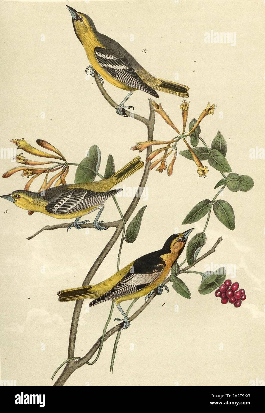 Bullock's Troopial - Caprifolium flavum, Bullock Trupial (Icterus bullockii), Honeysuckle, Signed: J.J. Audubon, J.T. Bowen, lithograph, Pl. 218 (vol. 4), Audubon, John James (drawn); Bowen, J. T. (lith.), 1856, John James Audubon: The birds of America: from drawings made in the United States and their territories. New York: Audubon, 1856 Stock Photo