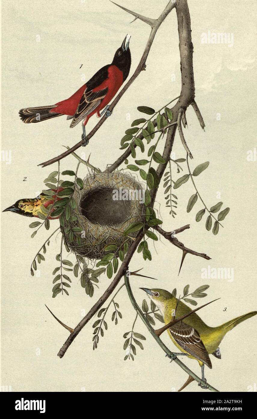 Orchard Oriole or Hang-Nest - Honey Locust, Garden Trupial (Icterus spurius), American Gleditle (Gleditsia triacanthos), Signed: J.J. Audubon, J.T. Bowen, lithograph, Pl. 219 (vol. 4), Audubon, John James (drawn); Bowen, J. T. (lith.), 1856, John James Audubon: The birds of America: from drawings made in the United States and their territories. New York: Audubon, 1856 Stock Photo