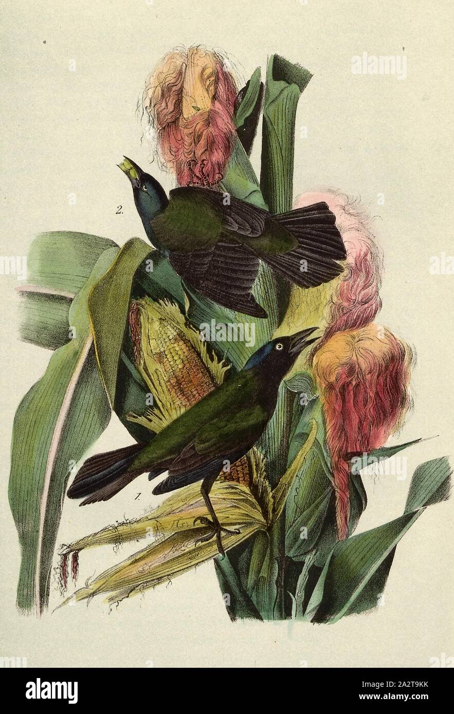Common, or Purple Crow-Blackbird - Maize or Indian Corn, Purple Grackle (Quiscalus quiscula, Quiscalus versicolor), Corn (Zea maysj indurata), Signed: J.J. Audubon, J.T. Bowen, lithograph, Pl. 221 (vol. 4), Audubon, John James (drawn); Bowen, J. T. (lith.), 1856, John James Audubon: The birds of America: from drawings made in the United States and their territories. New York: Audubon, 1856 Stock Photo