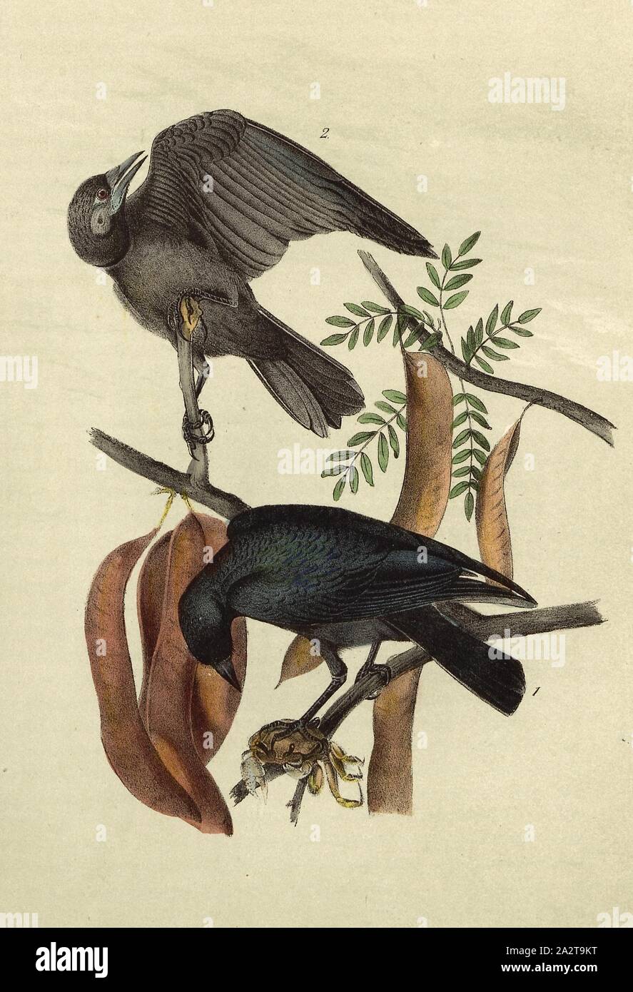 Fish Crow - Honey Locust, Fish Crow (Corvus ossifragus), American Sloth (Gleditsia triacanthos), Signed: J.J. Audubon, J.T. Bowen, lithograph, Pl. 226 (Vol. 4), Audubon, John James (drawn); Bowen, J. T. (lith.), 1856, John James Audubon: The birds of America: from drawings made in the United States and their territories. New York: Audubon, 1856 Stock Photo
