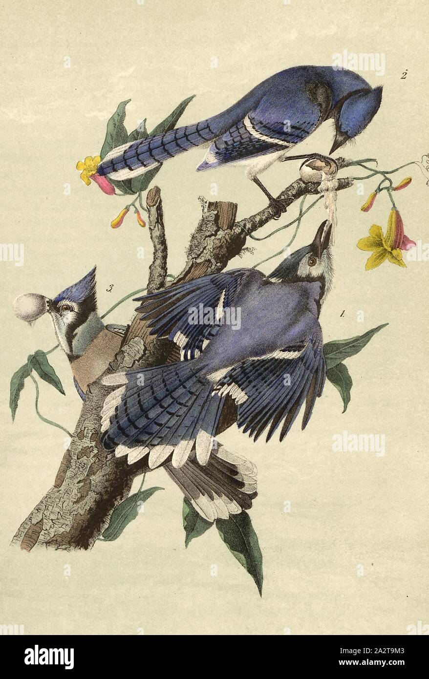 Blue Jay - Trumpetflower Bignonia radicans, Blue Jay (Cyanocitta cristata, Garrulus cristatus), American Trumpet Trumpet (Campsis radicans), Signed: J.J. Audubon, J.T. Bowen, lithograph, Pl. 231 (Vol. 4), Audubon, John James (drawn); Bowen, J. T. (lith.), 1856, John James Audubon: The birds of America: from drawings made in the United States and their territories. New York: Audubon, 1856 Stock Photo