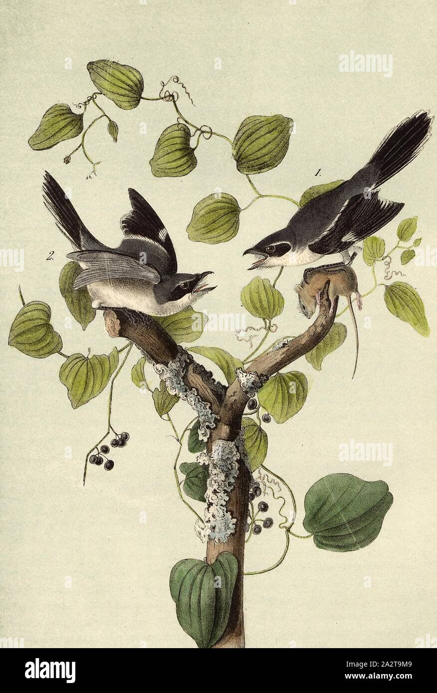 Loggerhead Shrike - Greenbiar or Round-leaved Smilax Smilax Rolundifolia, Louisiana Citizen (Lanius Iudovicianus), Stinging Winches (Smilax), Signed: J.J. Audubon, J.T. Bowen, lithograph, Pl. 237 (vol. 4), Audubon, John James (drawn); Bowen, J. T. (lith.), 1856, John James Audubon: The birds of America: from drawings made in the United States and their territories. New York: Audubon, 1856 Stock Photo