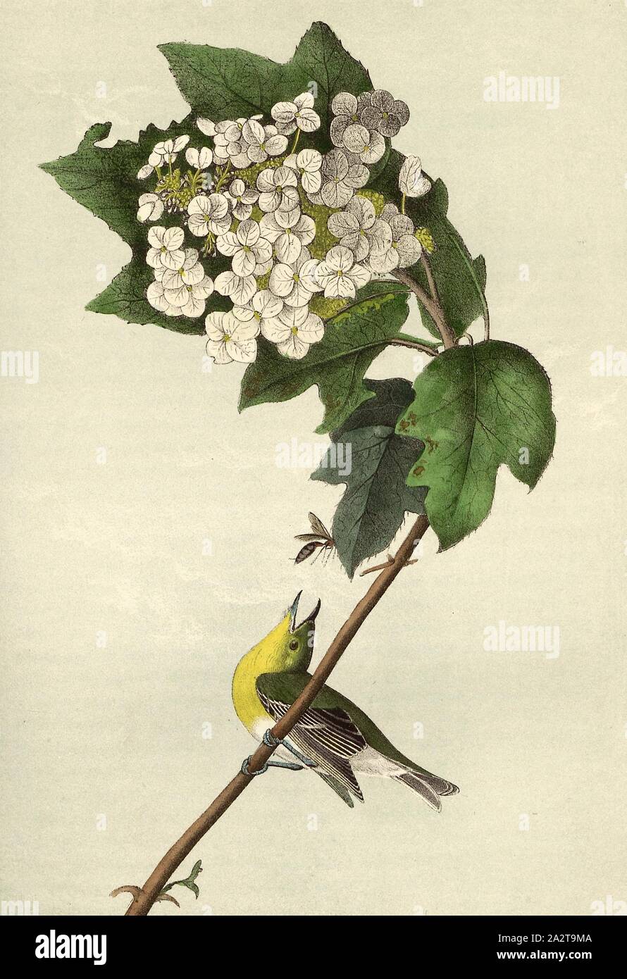 Yellow-throated Vireo, or Greenlet - Swamp Snowball Hydrangea quercifolia, Yellow-throated Vireo (Vireo flavifrons), Oak-leaved Hydrangea (Hydrangea quercifolia), Signed: J.J. Audubon, J.T. Bowen, lithograph, Pl. 238 (vol. 4), Audubon, John James (drawn); Bowen, J. T. (lith.), 1856, John James Audubon: The birds of America: from drawings made in the United States and their territories. New York: Audubon, 1856 Stock Photo