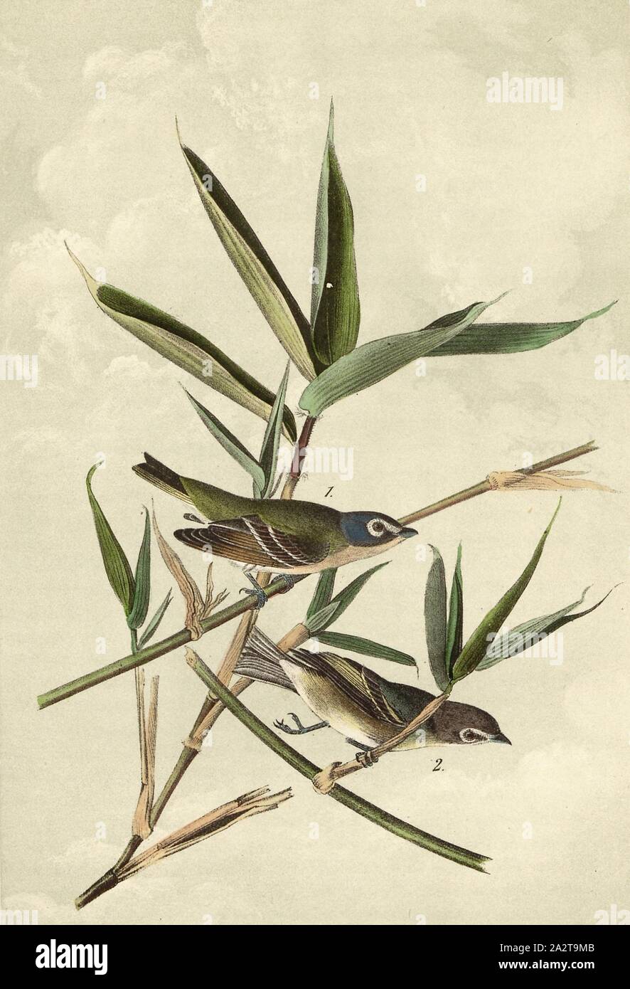 Solitary Vireo or Greenlet - American Bane. Miegia macrosperma, Blue-headed Vireo (Vireo solitarius), Signed: J.J. Audubon, J.T. Bowen, lithograph, Pl. 239 (vol. 4), Audubon, John James (drawn); Bowen, J. T. (lith.), 1856, John James Audubon: The birds of America: from drawings made in the United States and their territories. New York: Audubon, 1856 Stock Photo