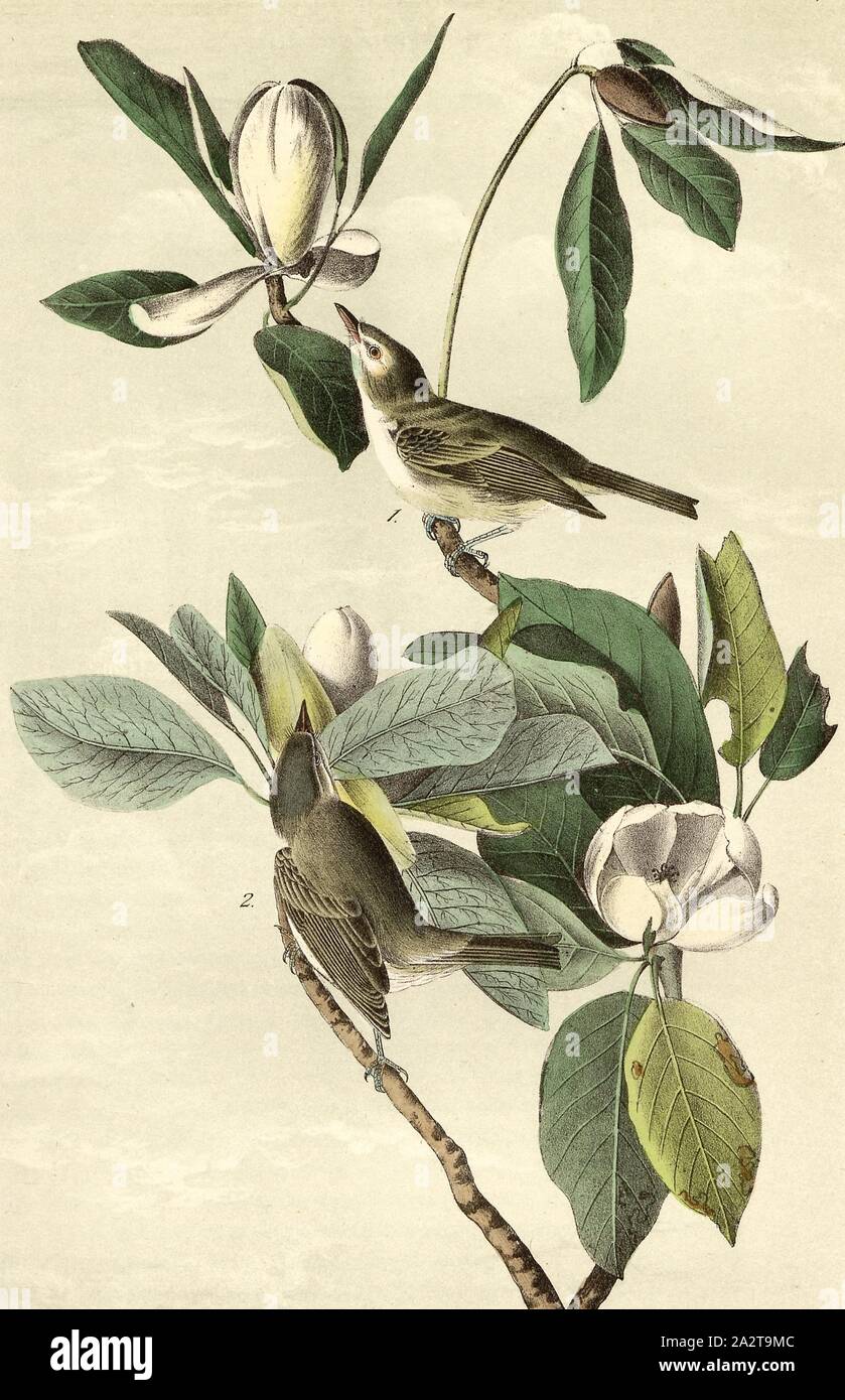 Warbling Vireo or Greenlet - Swamp Magnolia, Singer Vireo (Vireo gilvus), Sump Magnolia (Magnolia virginiana), Signed: J.J. Audubon, J.T. Bowen, lithograph, Pl. 241 (Bd. 4), Audubon, John James (drawn); Bowen, J. T. (lith.), 1856, John James Audubon: The birds of America: from drawings made in the United States and their territories. New York: Audubon, 1856 Stock Photo