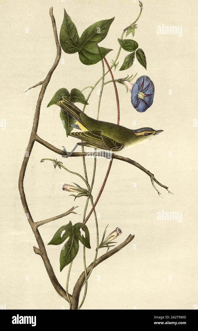 Bartrams Vireo or Greenlet - Ipomea, Vireo (Vireo bartrami), Morning Glories (Ipomoea), Signed: J.J. Audubon, J.T. Bowen, lithograph, Pl. 242 (vol. 4), Audubon, John James (drawn); Bowen, J. T. (lith.), 1856, John James Audubon: The birds of America: from drawings made in the United States and their territories. New York: Audubon, 1856 Stock Photo