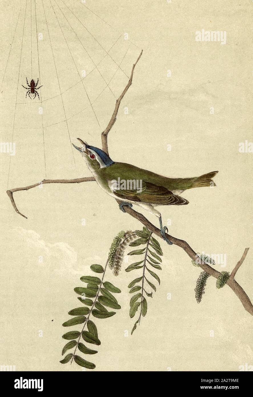 Red-eyed Vireo or Greenlet - Honey-locust, Red-eyed Vireo (Vireo olivaceus), American Stingy (Gleditsia triacanthos), Signed: J.J. Audubon, J.T. Bowen, lithograph, Pl. 243 (vol. 4), Audubon, John James (drawn); Bowen, J. T. (lith.), 1856, John James Audubon: The birds of America: from drawings made in the United States and their territories. New York: Audubon, 1856 Stock Photo
