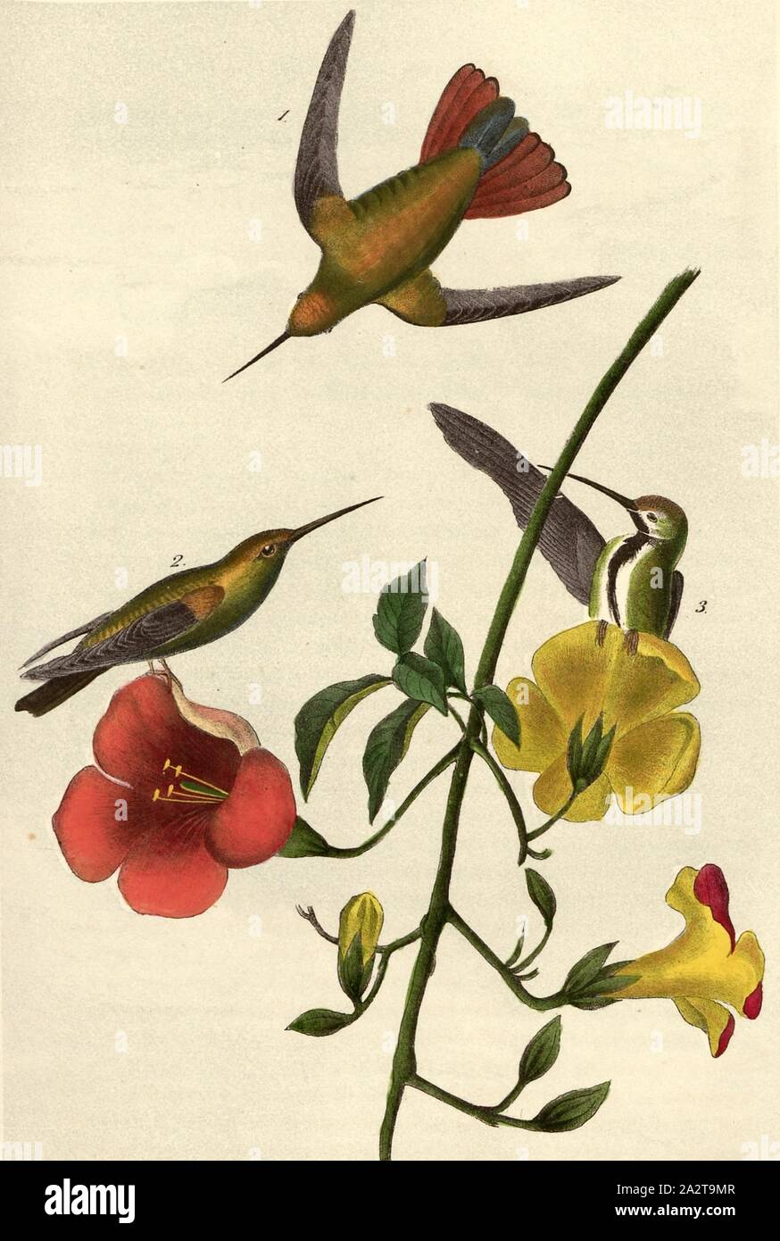 Mango Hummingbird - Bignonia grandifolia, Hummingbird (Tochilus mango), bignonia plant, Signed: J.J. Audubon, J.T. Bowen, lithograph, Pl. 251 (Bd. 4), Audubon, John James (drawn); Bowen, J. T. (lith.), 1856, John James Audubon: The birds of America: from drawings made in the United States and their territories. New York: Audubon, 1856 Stock Photo