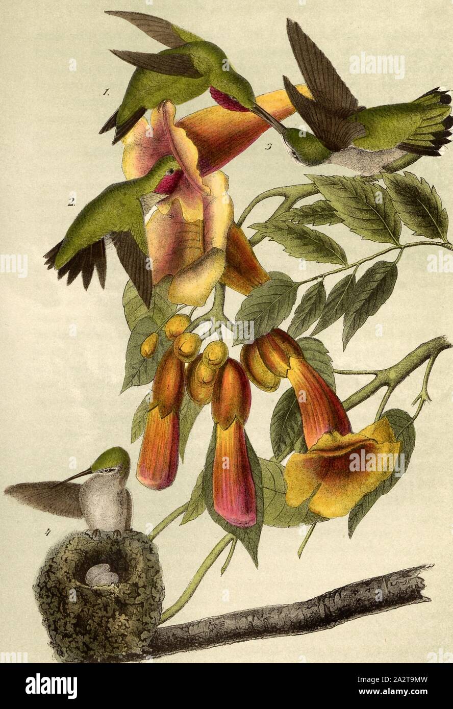 Ruby throated Hummingbird - Bignonia-radicans, Ruby-throated Hummingbird (Archilochus colubris), American Climbing Trumpet (Campsis radicans), Signed: J.J. Audubon, J.T. Bowen, lithograph, Pl. 253 (vol. 4), Audubon, John James (drawn); Bowen, J. T. (lith.), 1856, John James Audubon: The birds of America: from drawings made in the United States and their territories. New York: Audubon, 1856 Stock Photo