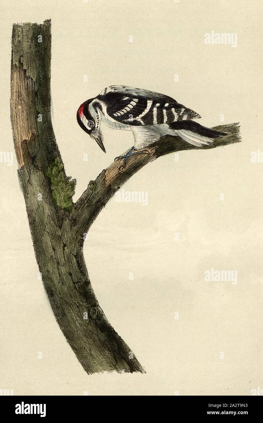 Canadian Woodpecker, Woodpecker (Picus canadensis), Signed: J.J. Audubon, J.T. Bowen, lithograph, Pl. 258 (vol. 4), Audubon, John James (drawn); Bowen, J. T. (lith.), 1856, John James Audubon: The birds of America: from drawings made in the United States and their territories. New York: Audubon, 1856 Stock Photo
