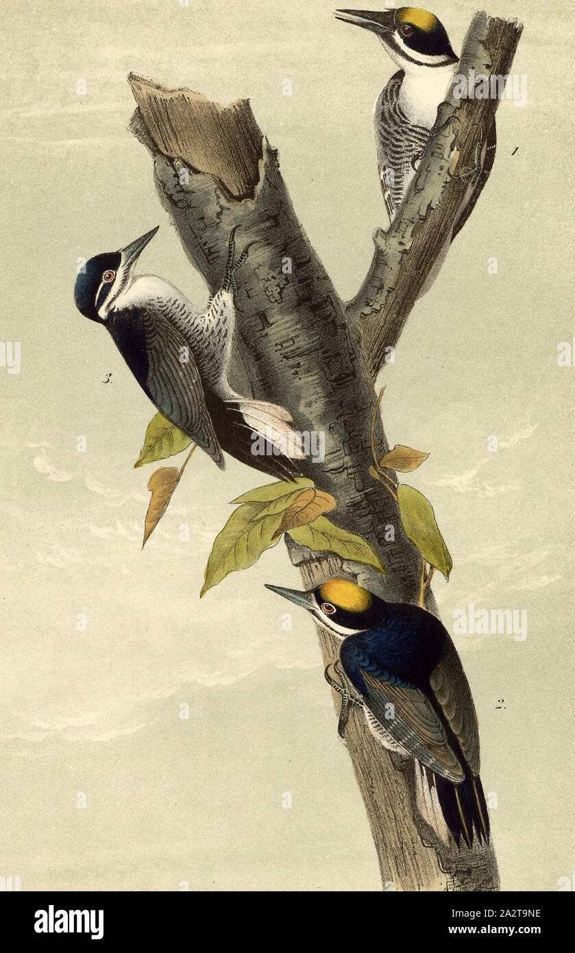 Arctic three-toed Woodpecker, Woodpecker (Picus arcticus), Signed: J.J. Audubon, J.T. Bowen, lithograph, Pl. 268 (vol. 4), Audubon, John James (drawn); Bowen, J. T. (lith.), 1856, John James Audubon: The birds of America: from drawings made in the United States and their territories. New York: Audubon, 1856 Stock Photo