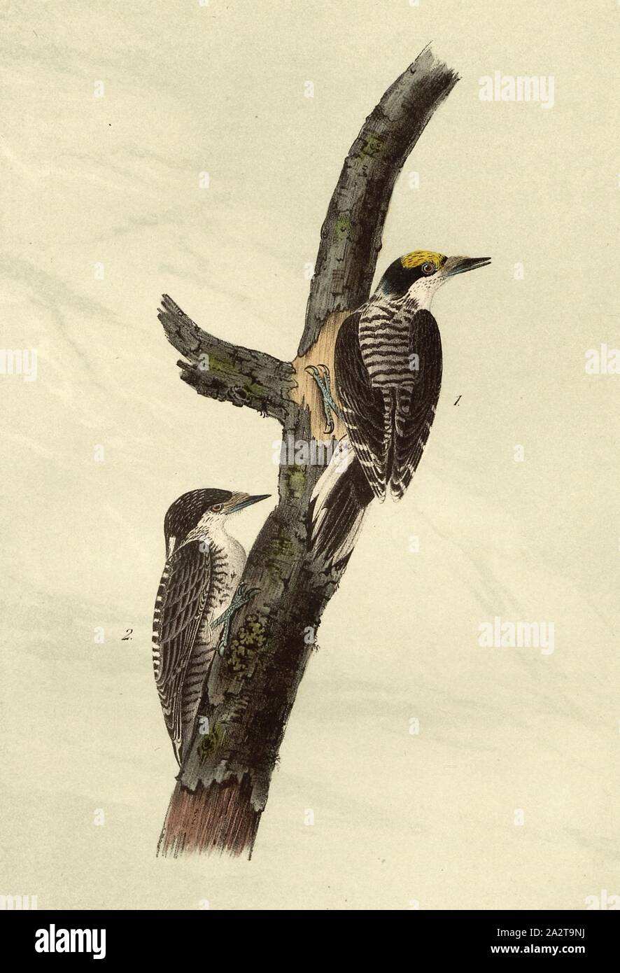 Banded three-toed Woodpecker, Woodpecker (Picus hirsutus), Signed: J.J. Audubon, J.T. Bowen, lithograph, Pl. 269 (Vol. 4), Audubon, John James (drawn); Bowen, J. T. (lith.), 1856, John James Audubon: The birds of America: from drawings made in the United States and their territories. New York: Audubon, 1856 Stock Photo
