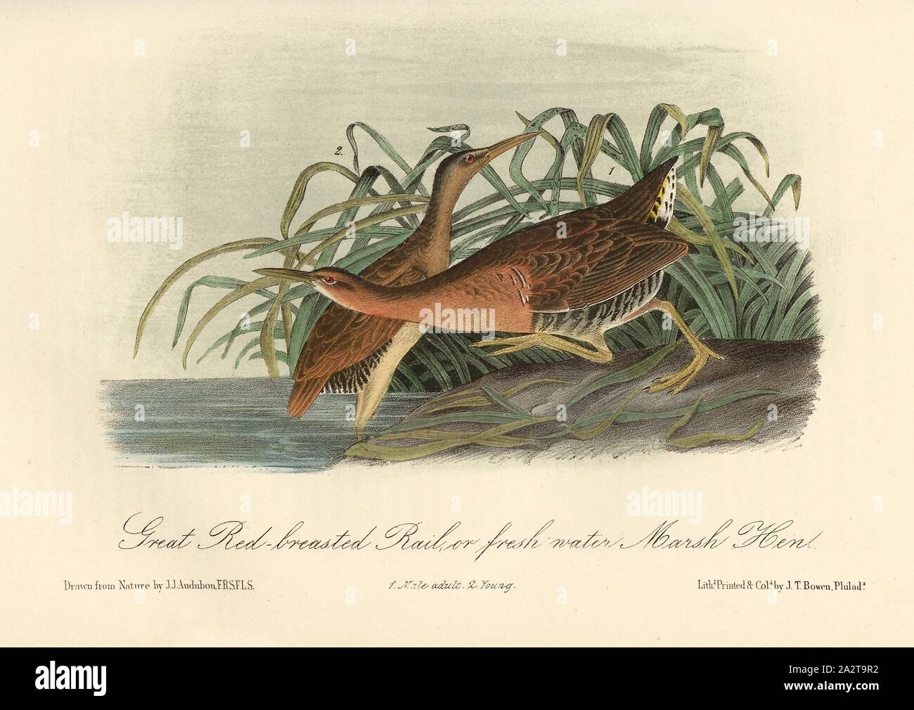 Great Red-breasted Rail, or fresh water Marsh Hen, Common Rallus (Rallus elegans), Signed: J.J. Audubon, J.T. Bowen, lithograph, Pl. 309 (Vol. 5), Audubon, John James (drawn); Bowen, J. T. (lith.), 1856, John James Audubon: The birds of America: from drawings made in the United States and their territories. New York: Audubon, 1856 Stock Photo