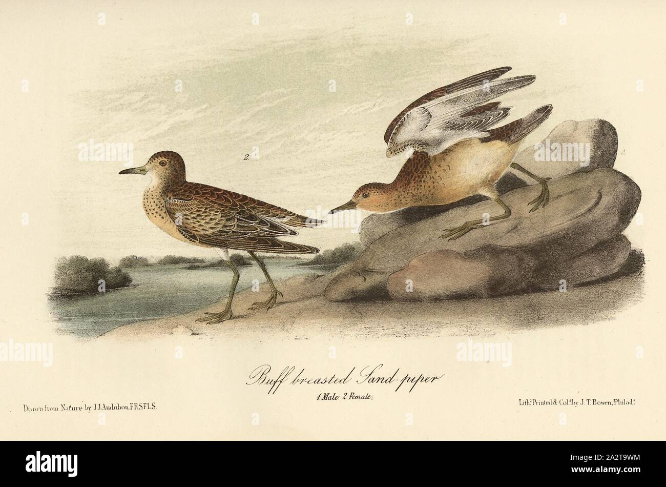 Buff-breasted Sandpiper, Grasshopper (Tryngites subruficollis, Tringa rufescens), Signed: J.J. Audubon, J.T. Bowen, Lithograph, Pl. 331 (Vol. 5), Audubon, John James (drawn); Bowen, J. T. (lith.), 1856, John James Audubon: The birds of America: from drawings made in the United States and their territories. New York: Audubon, 1856 Stock Photo