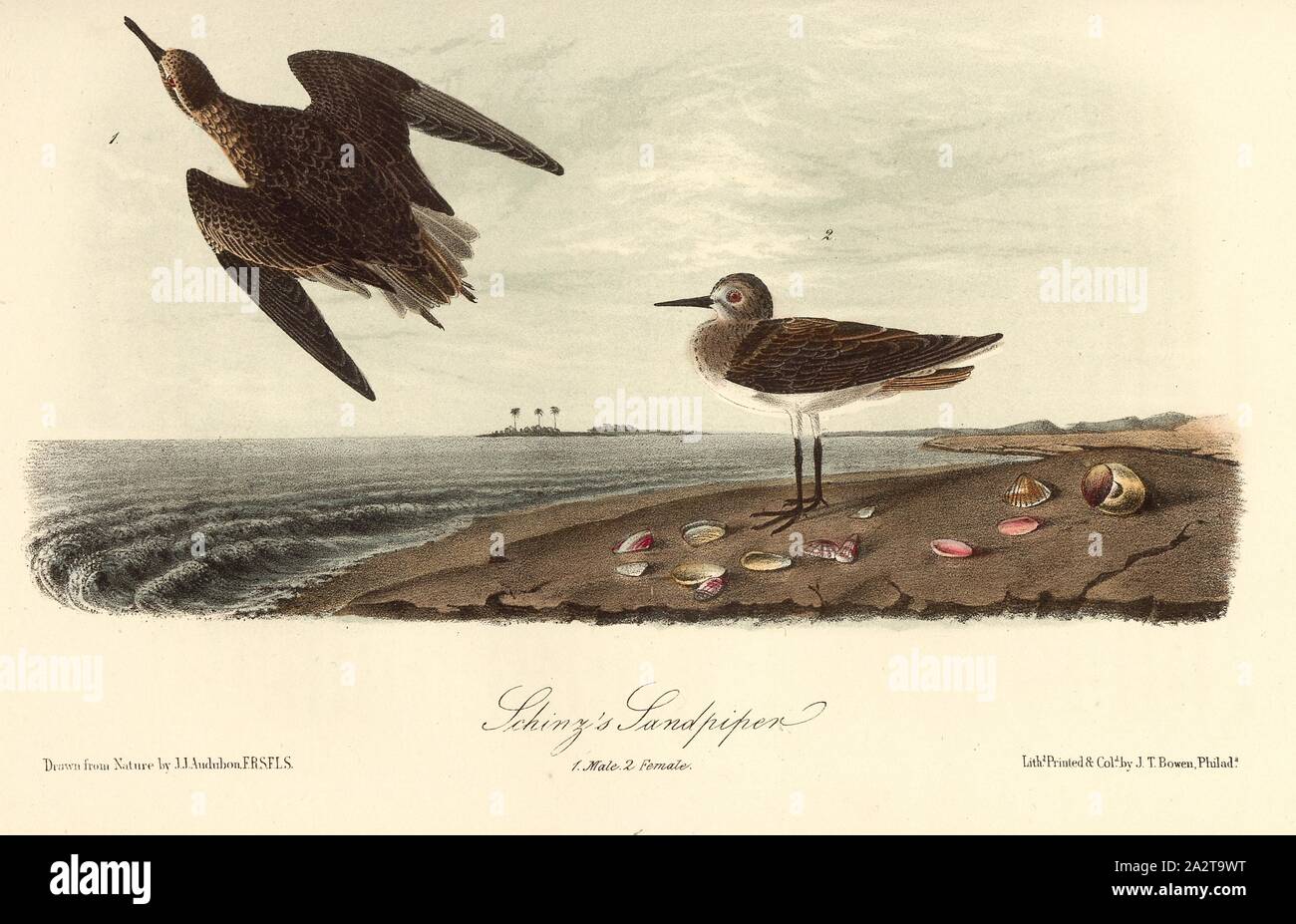 Schinz's Sandpiper, Woodcock (Tringa Schinzii), Signed: J.J. Audubon, J.T. Bowen, lithograph, Pl. 335 (Vol. 5), Audubon, John James (drawn); Bowen, J. T. (lith.), 1856, John James Audubon: The birds of America: from drawings made in the United States and their territories. New York: Audubon, 1856 Stock Photo