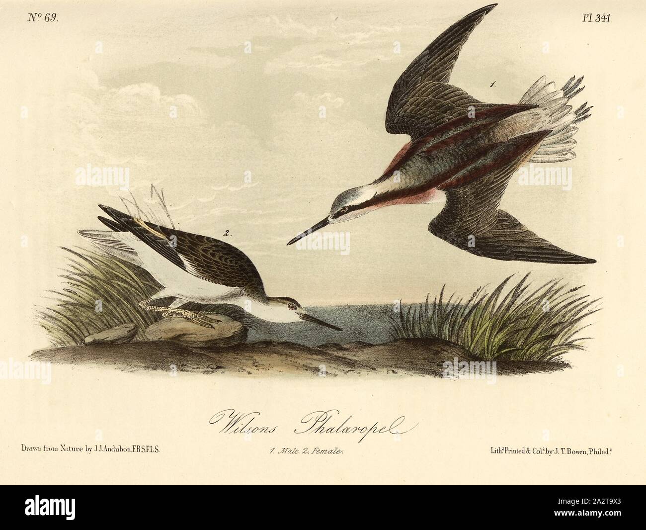 Wilson Phalarope, Wilson's Watertretcher (Phalaropus tricolor, Steganopus tricolor, Lobipes wilsonii), Signed: J.J. Audubon, J.T. Bowen, lithograph, Pl. 341 (vol. 5), Audubon, John James (drawn); Bowen, J. T. (lith.), 1856, John James Audubon: The birds of America: from drawings made in the United States and their territories. New York: Audubon, 1856 Stock Photo
