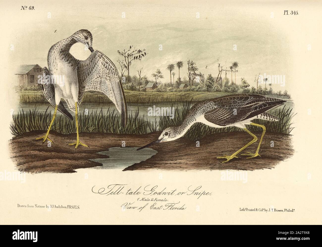Tell-tale Godwit or Snipe, Black-tailed Godwit (Totanus vociferus), Signed: J.J. Audubon, J.T. Bowen, lithograph, Pl. 345 (Vol. 5), Audubon, John James (drawn); Bowen, J. T. (lith.), 1856, John James Audubon: The birds of America: from drawings made in the United States and their territories. New York: Audubon, 1856 Stock Photo