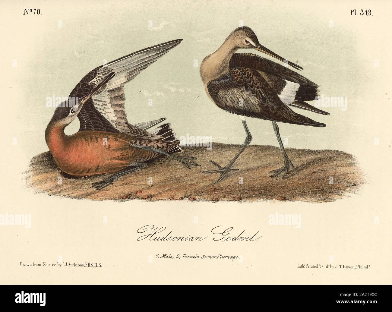 Hudsonian Godwit, Black-tailed Godwit (Limosa haemastica, Limosa hudsonica), Signed: J.J. Audubon, J.T. Bowen, lithograph, Pl. 349 (vol. 5), Audubon, John James (drawn); Bowen, J. T. (lith.), 1856, John James Audubon: The birds of America: from drawings made in the United States and their territories. New York: Audubon, 1856 Stock Photo