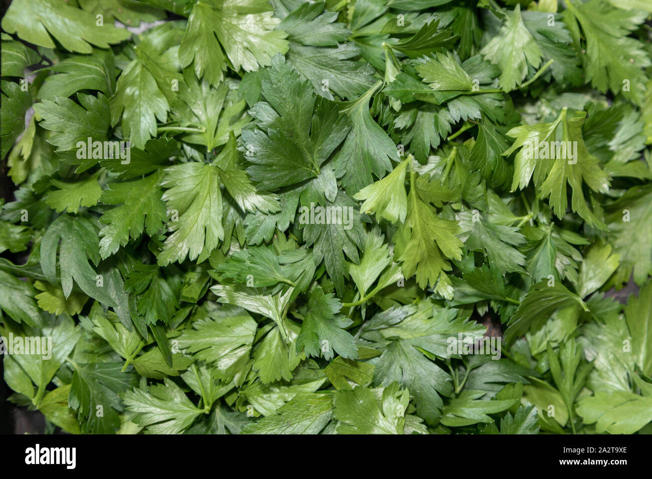 chopped parsley, Petroselinum crispum Stock Photo Alamy