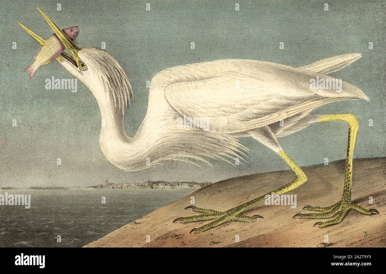 Great White Heron, Great Blue Heron (Ardea herodias occidentalis, Ardea occidentalis), Signed: J.J. Audubon, J.T. Bowen, Lithograph, Pl. 368 (Vol. 6), Audubon, John James (drawn); Bowen, J. T. (lith.), 1856, John James Audubon: The birds of America: from drawings made in the United States and their territories. New York: Audubon, 1856 Stock Photo