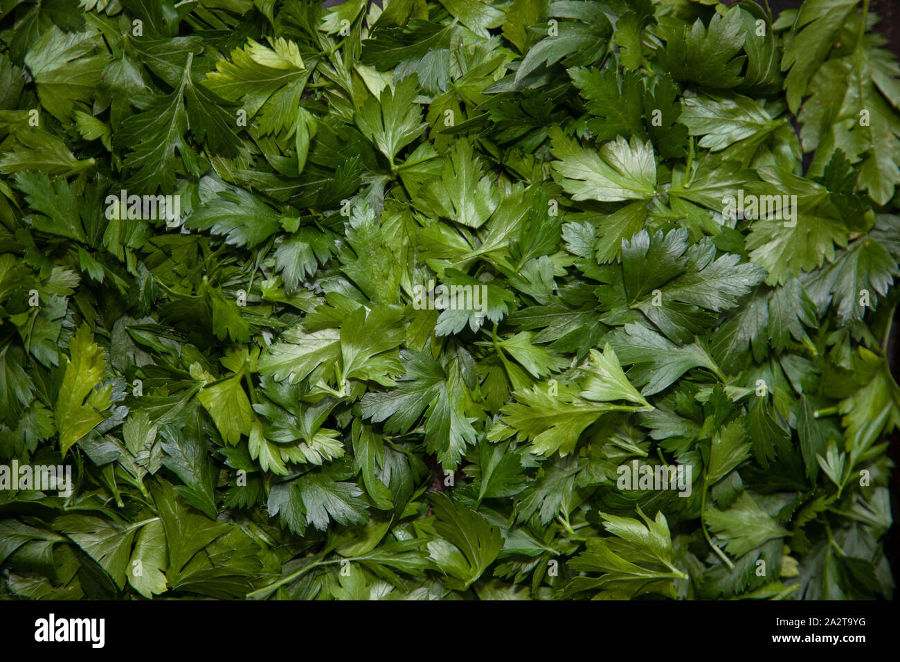 chopped parsley Stock Photo Alamy