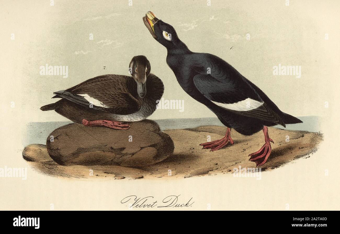 Velvet Duck, Velvet Duck (Melanitta fusca, Fuligula fusca), Signed: J.J. Audubon, J.T. Bowen, lithograph, Pl. 401 (vol. 6), Audubon, John James (drawn); Bowen, J. T. (lith.), 1856, John James Audubon: The birds of America: from drawings made in the United States and their territories. New York: Audubon, 1856 Stock Photo