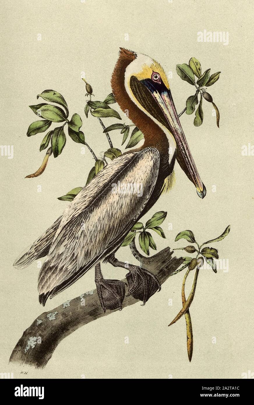 Brown Pelican, Brown Pelican, adult (Pelecanus occidentalis, Pelecanus fuscus), Signed: J.J. Audubon, J.T. Bowen, lithograph, Pl. 423 (vol. 7), Audubon, John James (drawn); Bowen, J. T. (lith.), 1856, John James Audubon: The birds of America: from drawings made in the United States and their territories. New York: Audubon, 1856 Stock Photo