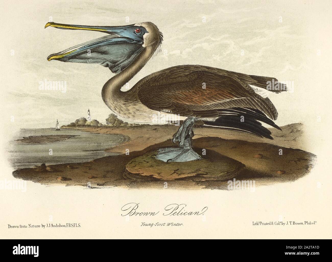 Brown Pelican, Brown Pelican (Pelecanus occidentalis, Pelecanus fuscus), Signed: J.J. Audubon, J.T. Bowen, lithograph, Pl. 424 (vol. 7), Audubon, John James (drawn); Bowen, J. T. (lith.), 1856, John James Audubon: The birds of America: from drawings made in the United States and their territories. New York: Audubon, 1856 Stock Photo