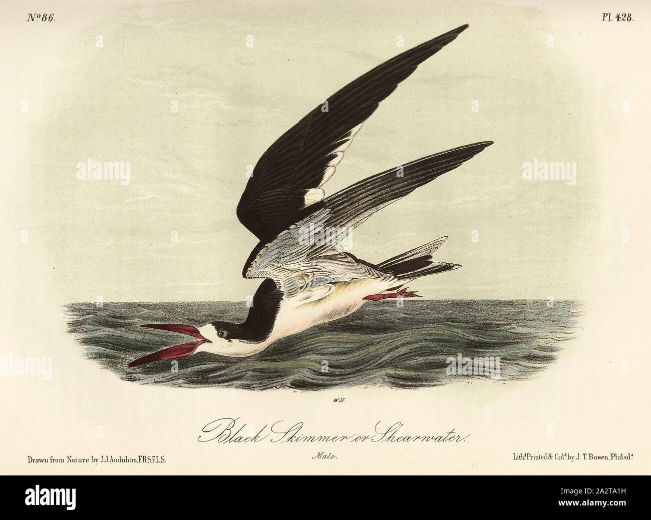 Scissorbill hires stock photography and images Alamy