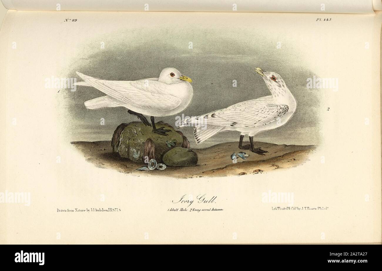 Ivory Gull, Ivory Gull (Pagophila eburnea, Larus eburneus), Signed: J.J. Audubon, J.T. Bowen, lithograph, Pl. 445 (vol. 7), Audubon, John James (drawn); Bowen, J. T. (lith.), 1856, John James Audubon: The birds of America: from drawings made in the United States and their territories. New York: Audubon, 1856 Stock Photo
