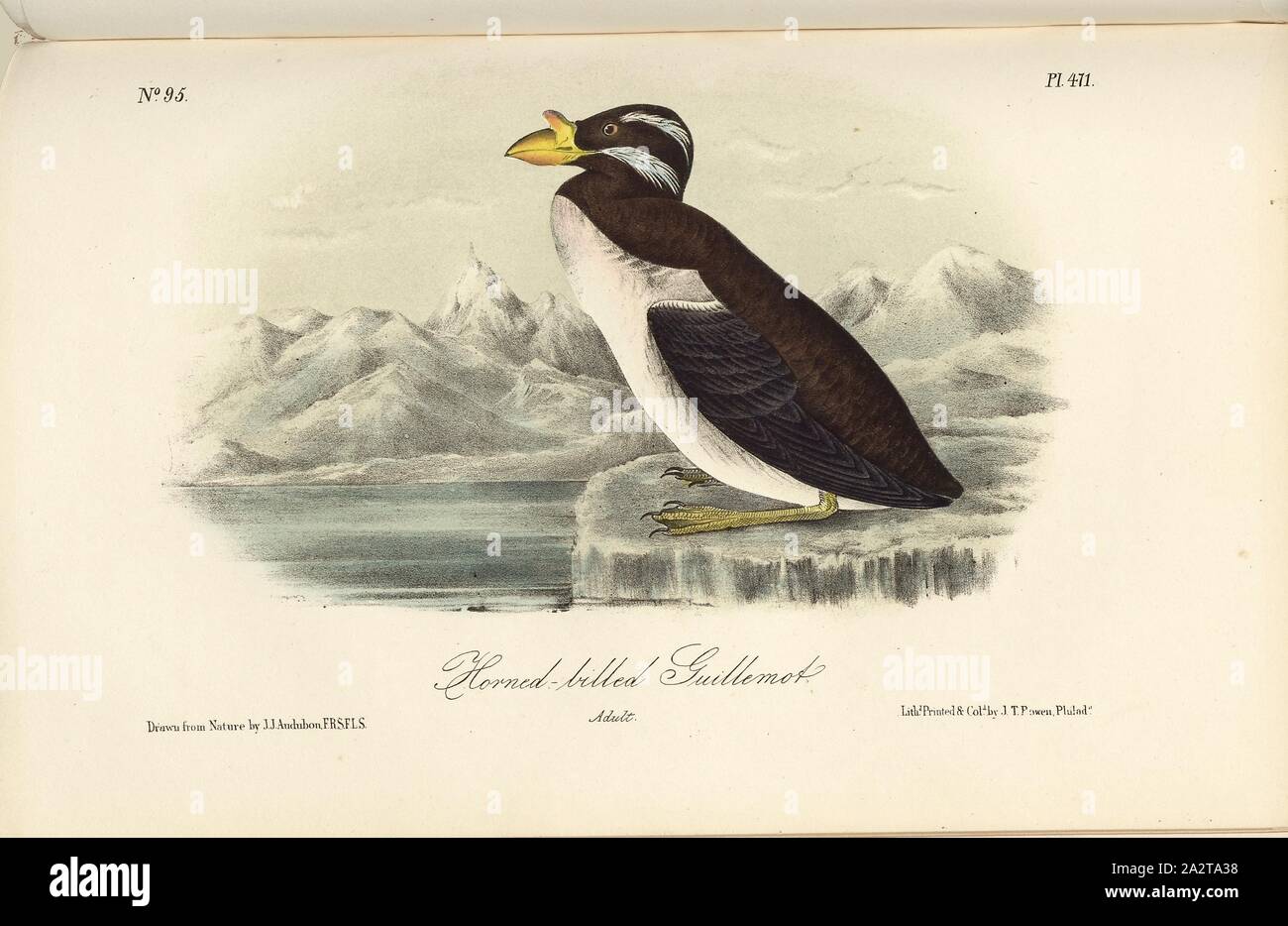 Horned-billed Guillemot, Lumme (Uria occidentalis), Signed: J.J. Audubon, J.T. Bowen, lithograph, Pl. 471 (Vol. 7), Audubon, John James (drawn); Bowen, J. T. (lith.), 1856, John James Audubon: The birds of America: from drawings made in the United States and their territories. New York: Audubon, 1856 Stock Photo