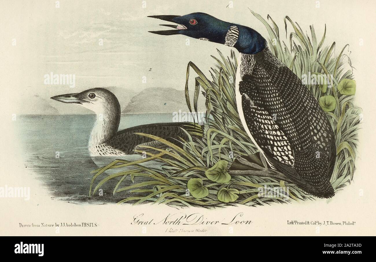 Great North Diver Loon, Signed: J.J. Audubon, J.T. Bowen, Eistaucher (Gavia always, Colymbus glacialis), lithograph, Pl. 476 (vol. 7), Audubon, John James (drawn); Bowen, J. T. (lith.), 1856, John James Audubon: The birds of America: from drawings made in the United States and their territories. New York: Audubon, 1856 Stock Photo